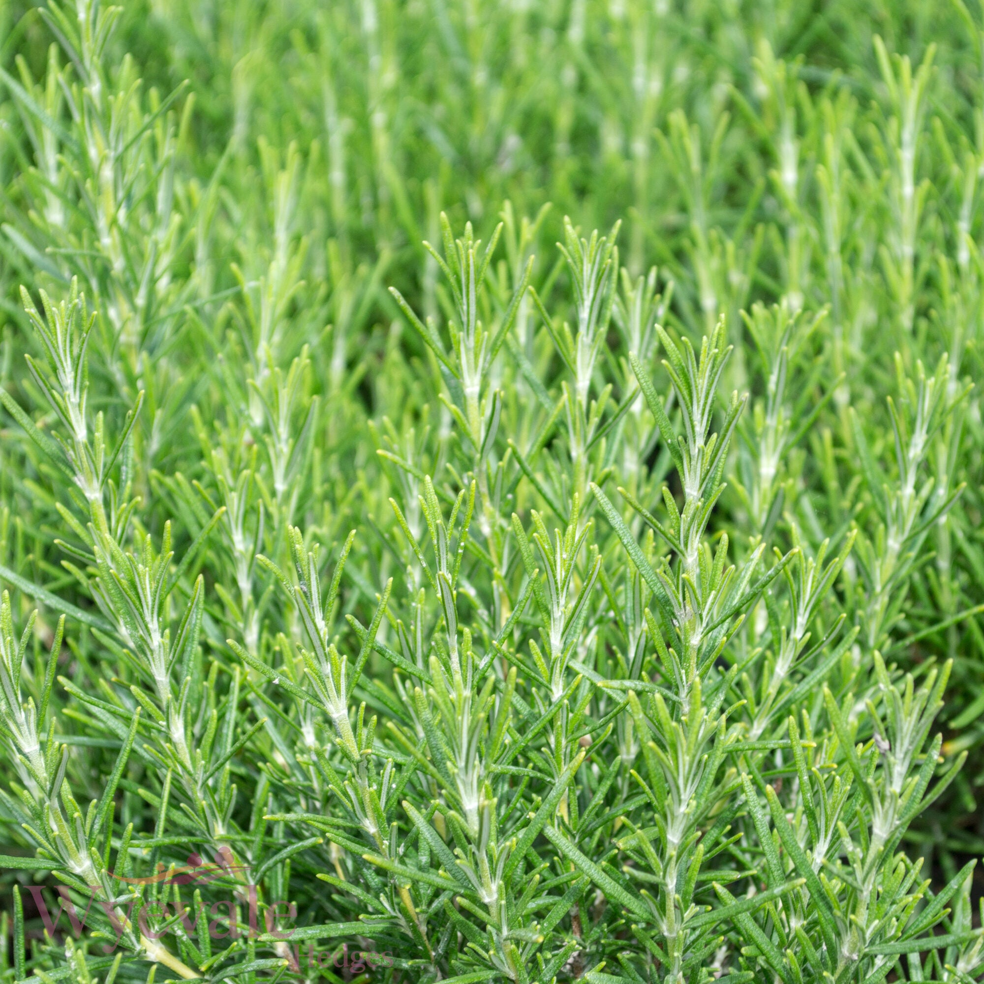 Rosmarinus officinalis (Rosemary) 'Miss Jessopp's Upright'