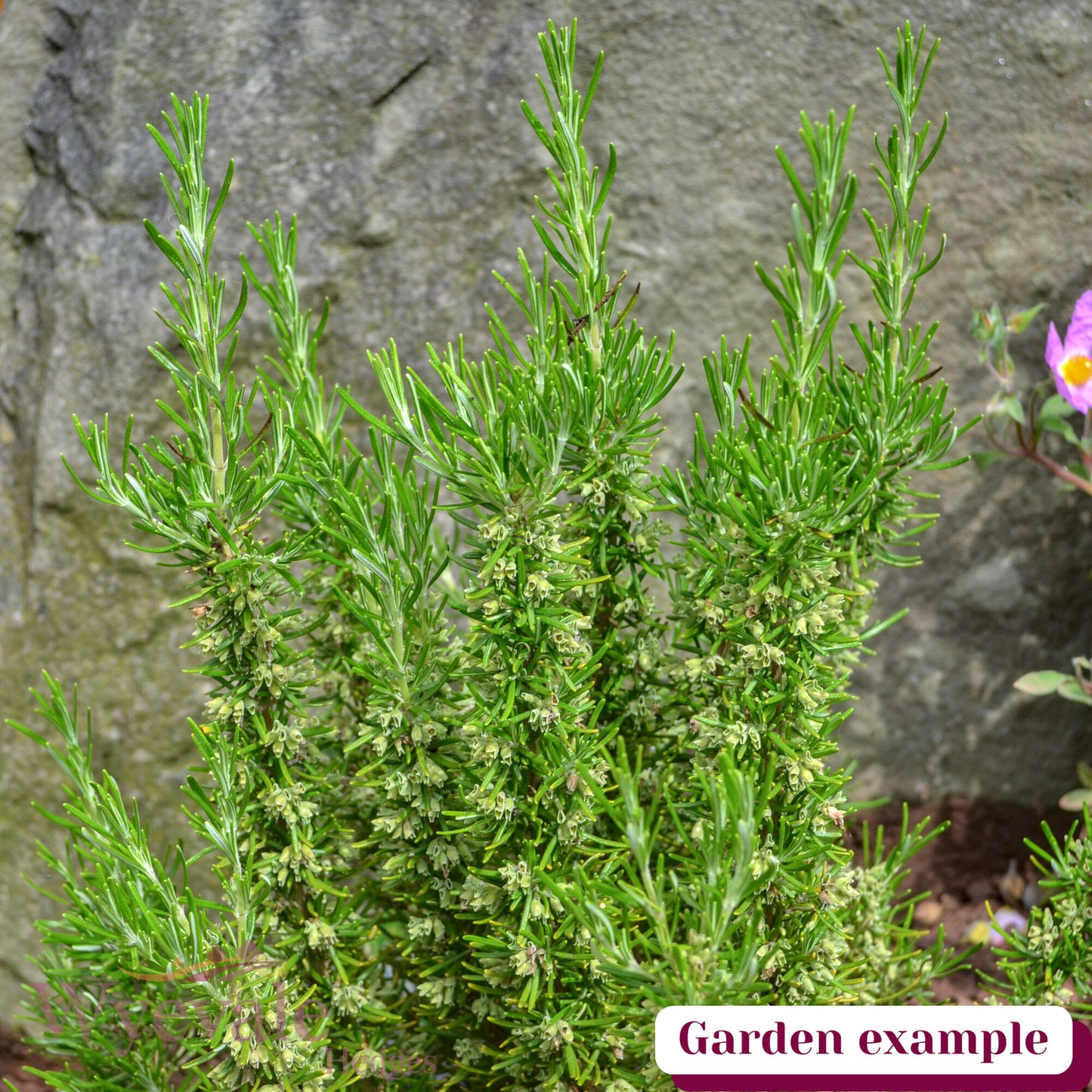Rosmarinus officinalis (Rosemary) 'Green Ginger'
