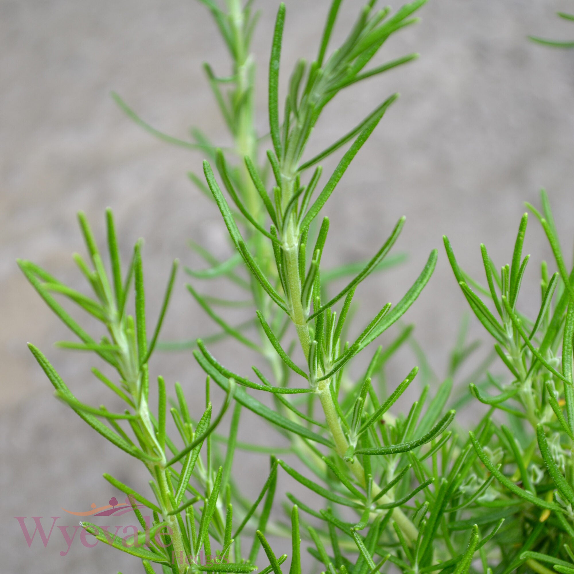 Rosmarinus officinalis (Rosemary) 'Green Ginger'