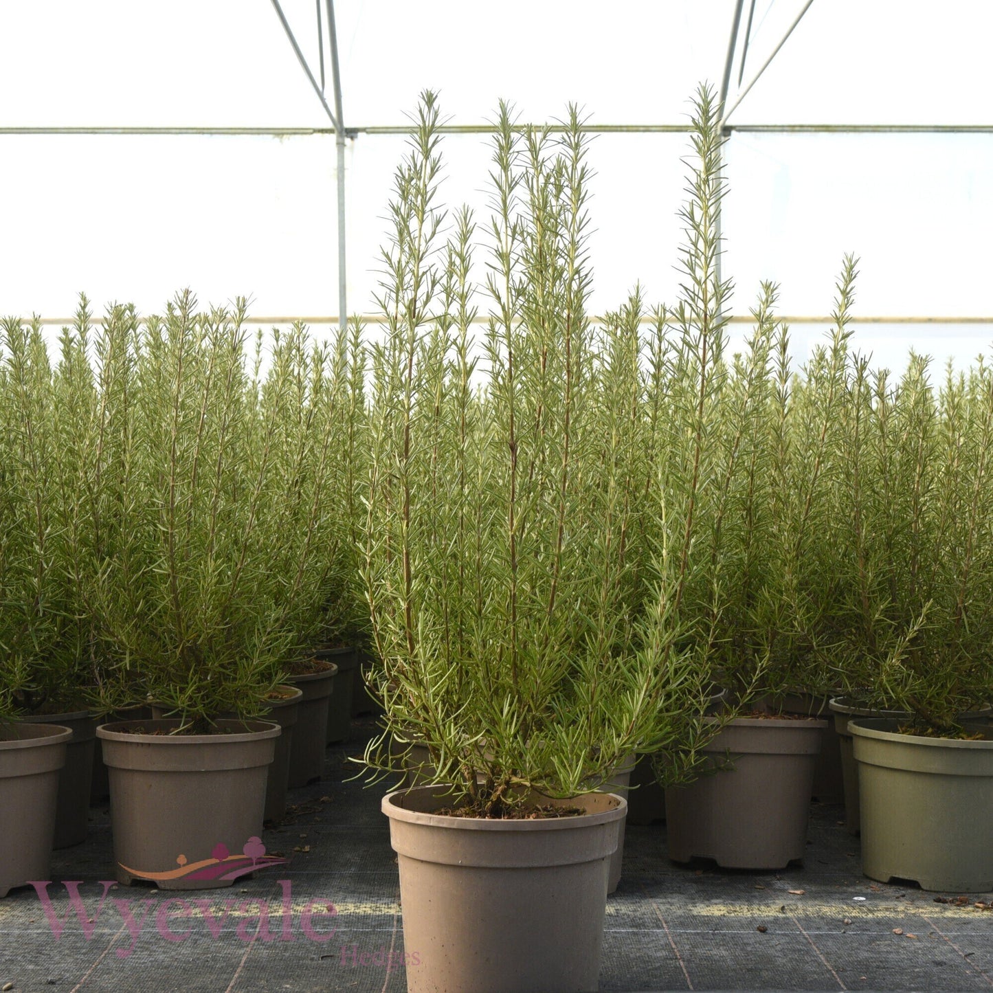 Rosmarinus officinalis (Rosemary) 'Miss Jessopp's Upright'