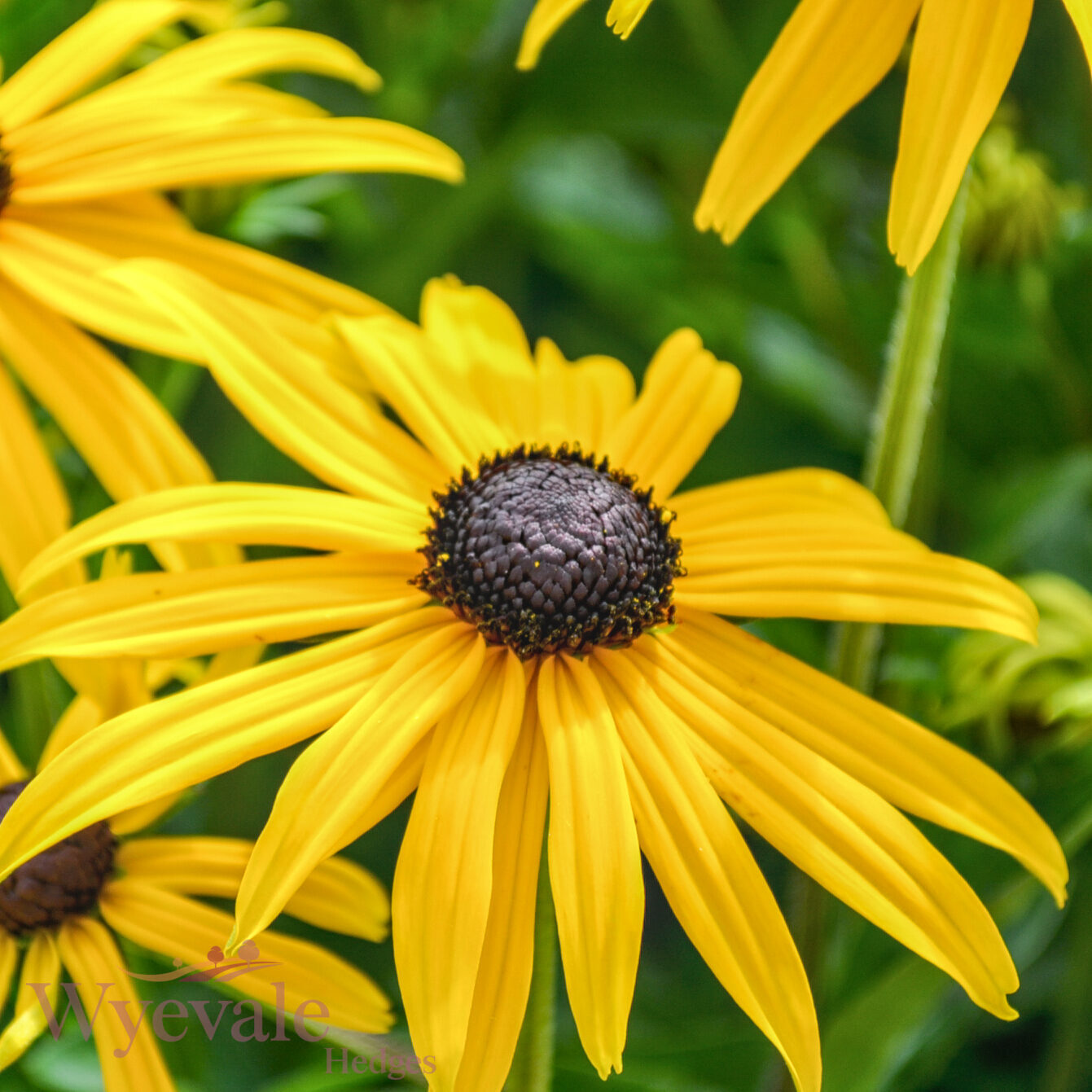 Rudbeckia fulgida sillivantii (Black-eyed Susan) 'Goldsturm'