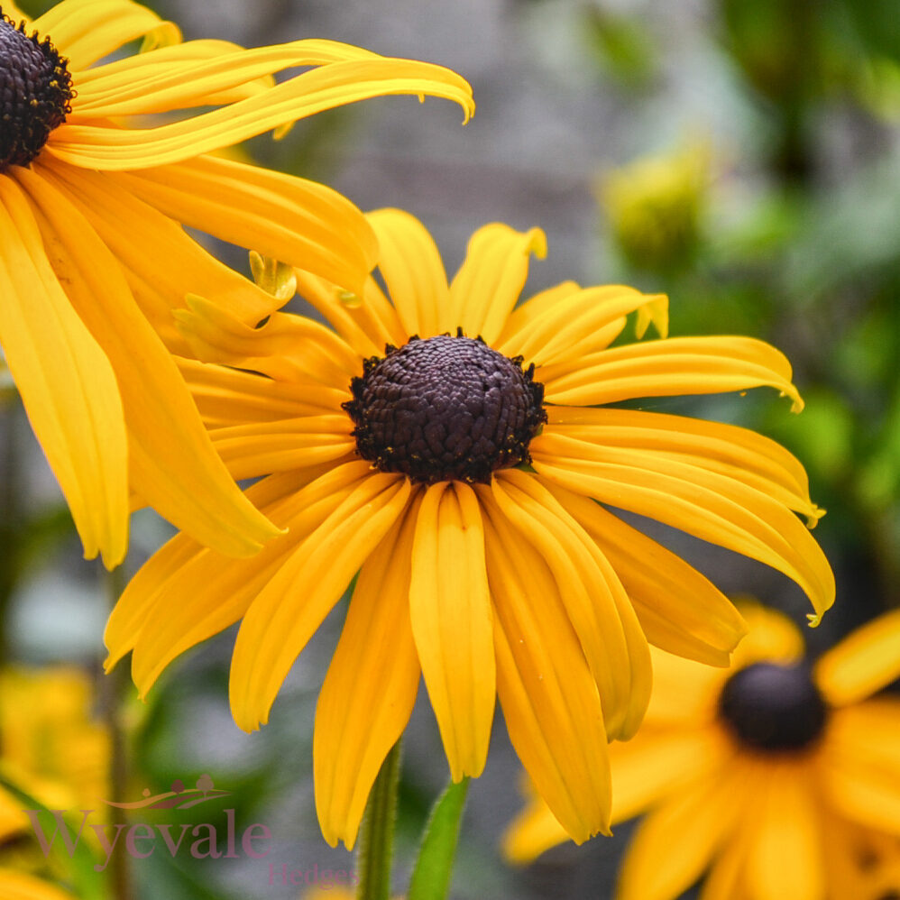 Rudbeckia fulgida sillivantii (Black-eyed Susan) 'Goldsturm'