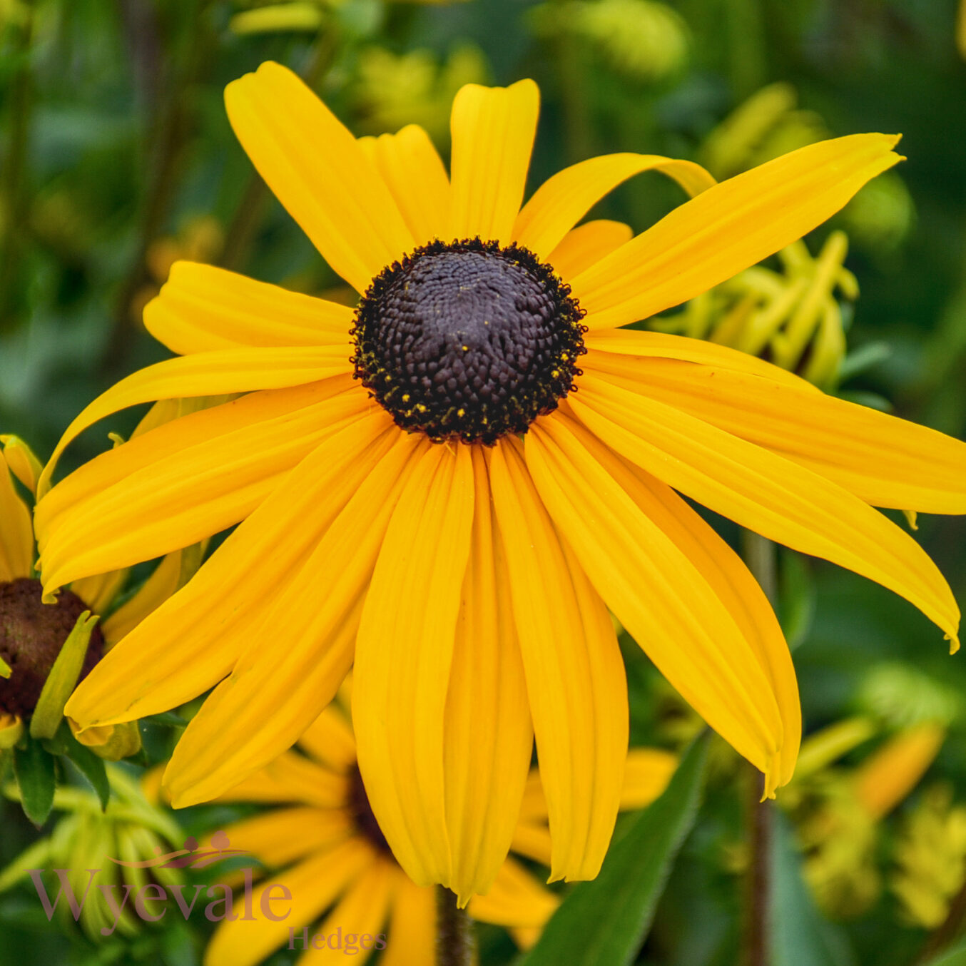 Rudbeckia fulgida sillivantii (Black-eyed Susan) 'Goldsturm'