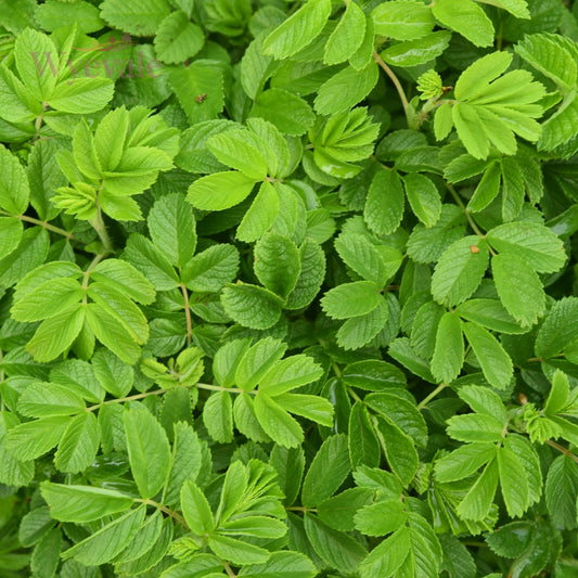 Bareroot Rosa rugosa