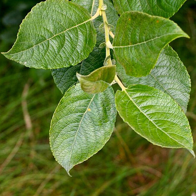 Bareroot Salix cinerea (Grey Willow)