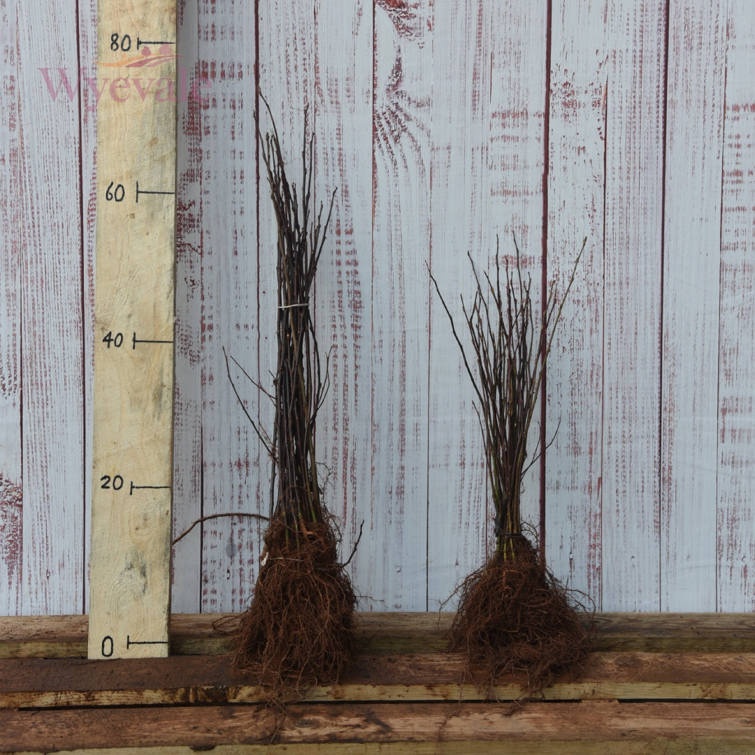 Salix caprea 1+0.jpg__PID:d10420c4-bd7c-44a9-aa7e-0f025ffa0b58