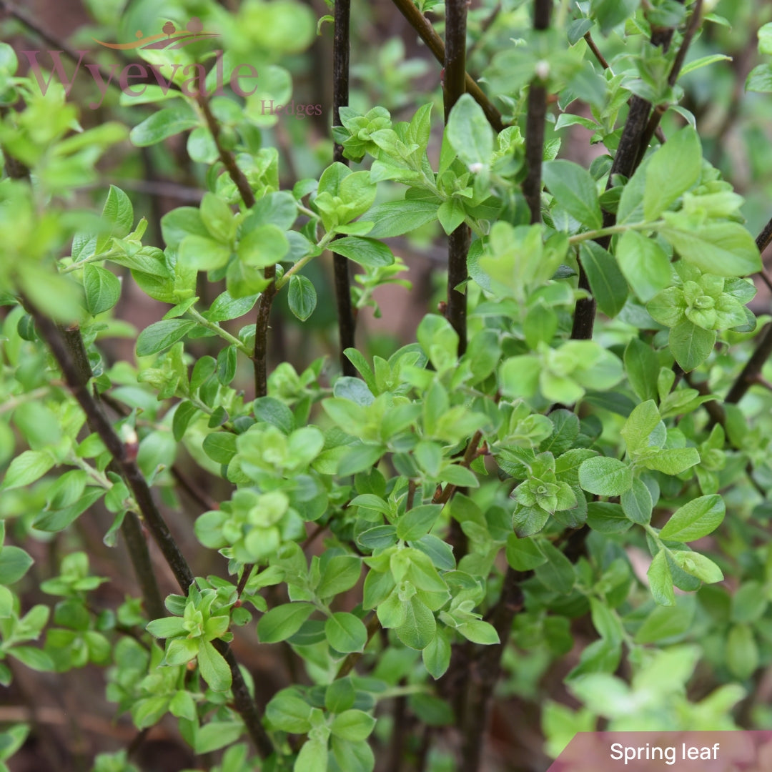 Salix caprea.jpg__PID:a0c43cd2-2910-4887-a47a-c40a92522bd3