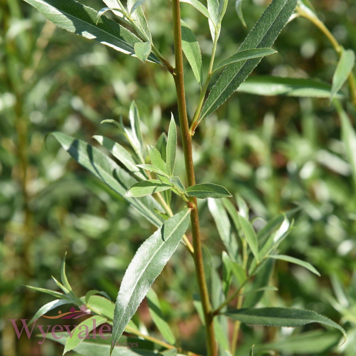 Salix alba (White Willow) 1 Year Seedling (Pack of 25)