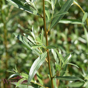 Bareroot Salix alba (White Willow)