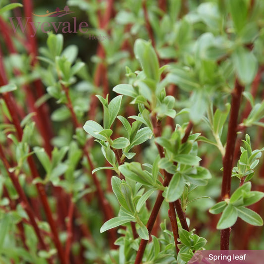 Salix alba Chermisina (Scarlet Willow) 1 Year Seedling (Pack of 25)