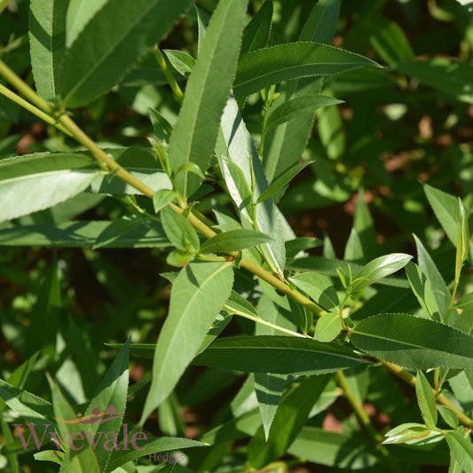 Bareroot Salix x fragilis (Crack Willow)