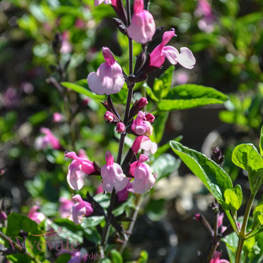 Salvia (Sage) 'Cuello Pink'
