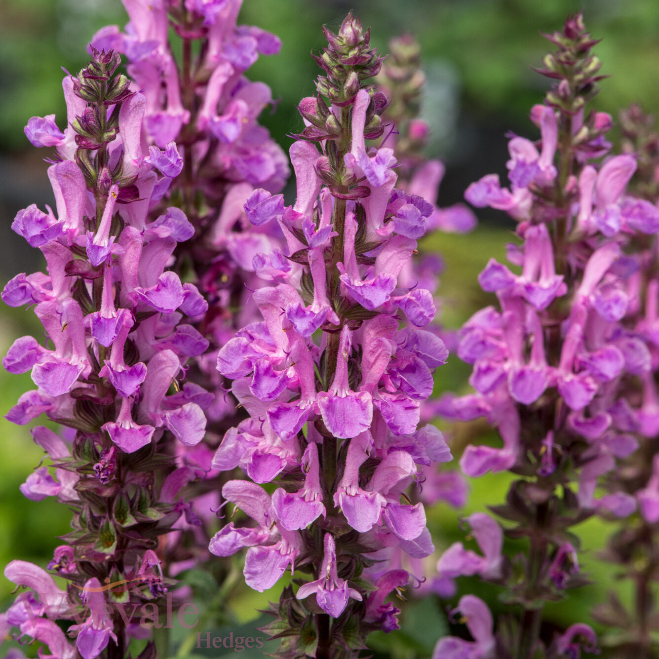 Salvia nemorosa (Woodland Sage) 'Rose Marvel'