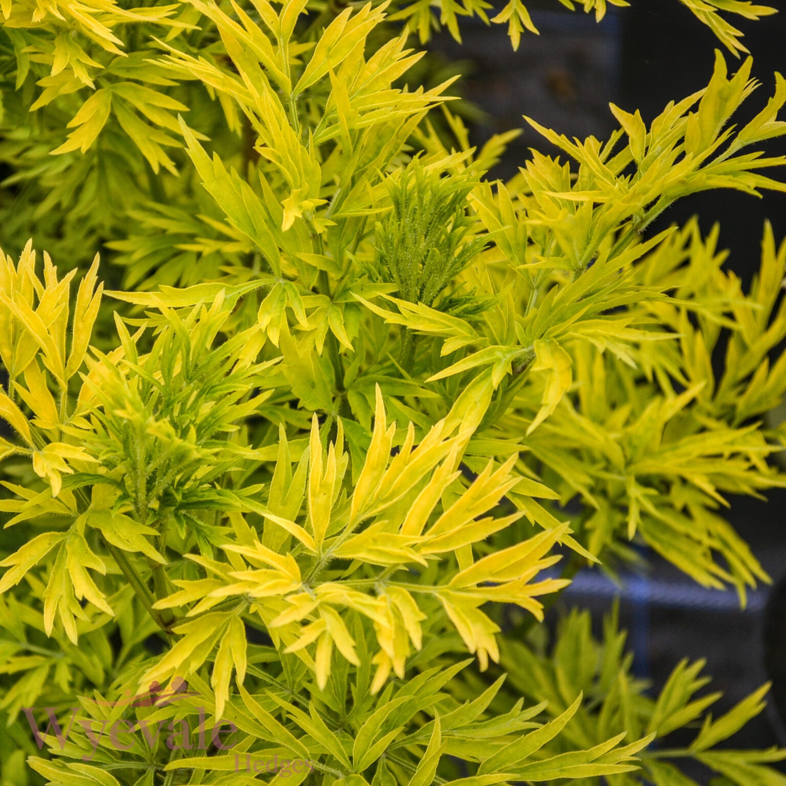 Sambucus nigra (Golden Tower Elder) 'Golden Tower'
