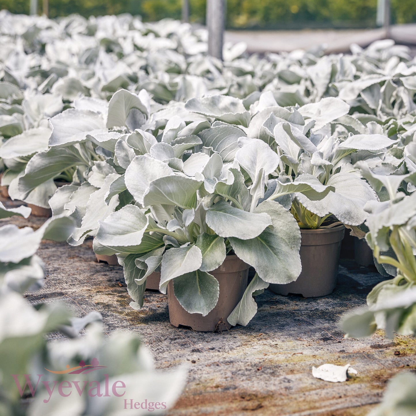 Senecio candicans 'Angel Wings'