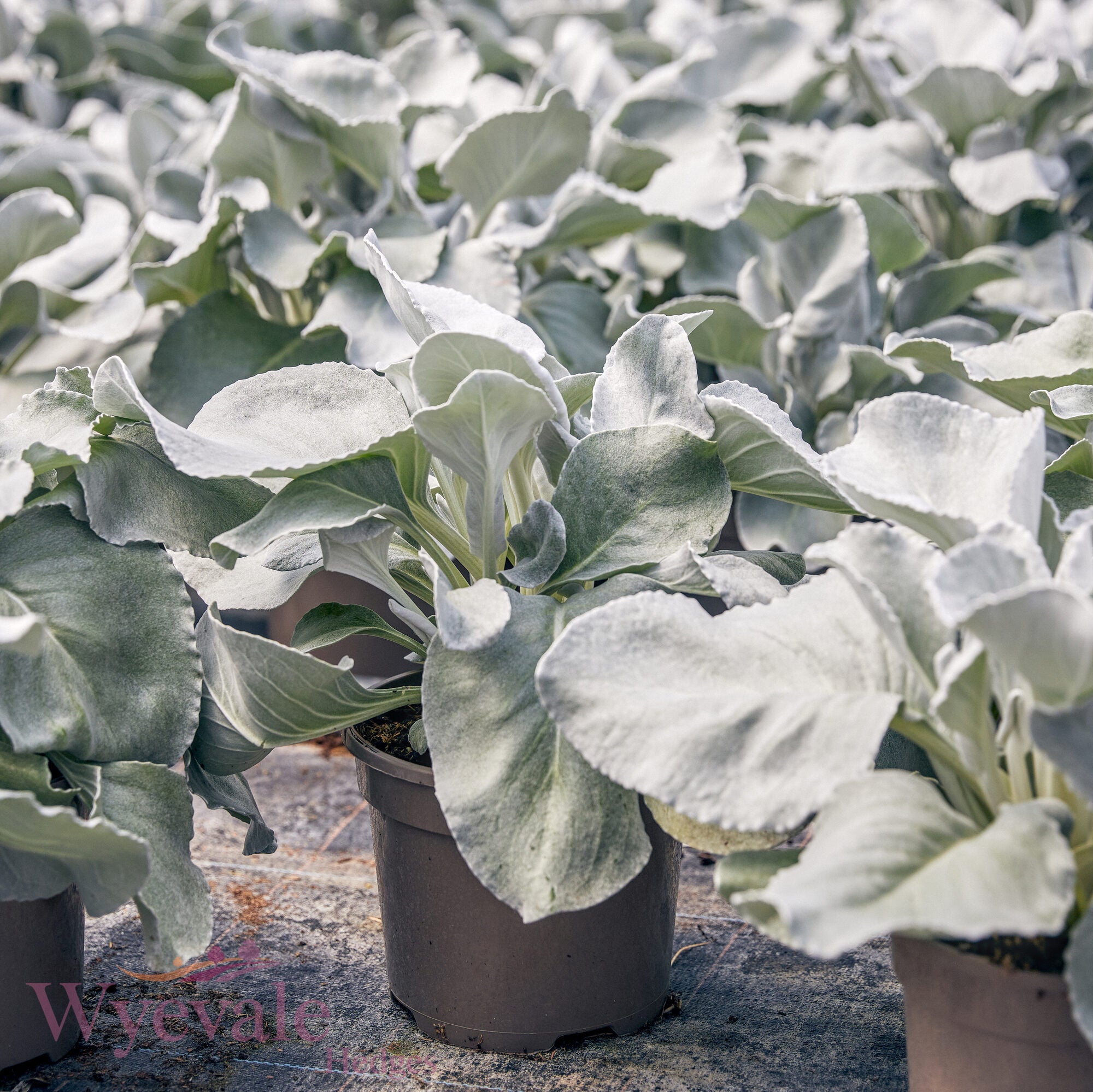 Senecio candicans 'Angel Wings'