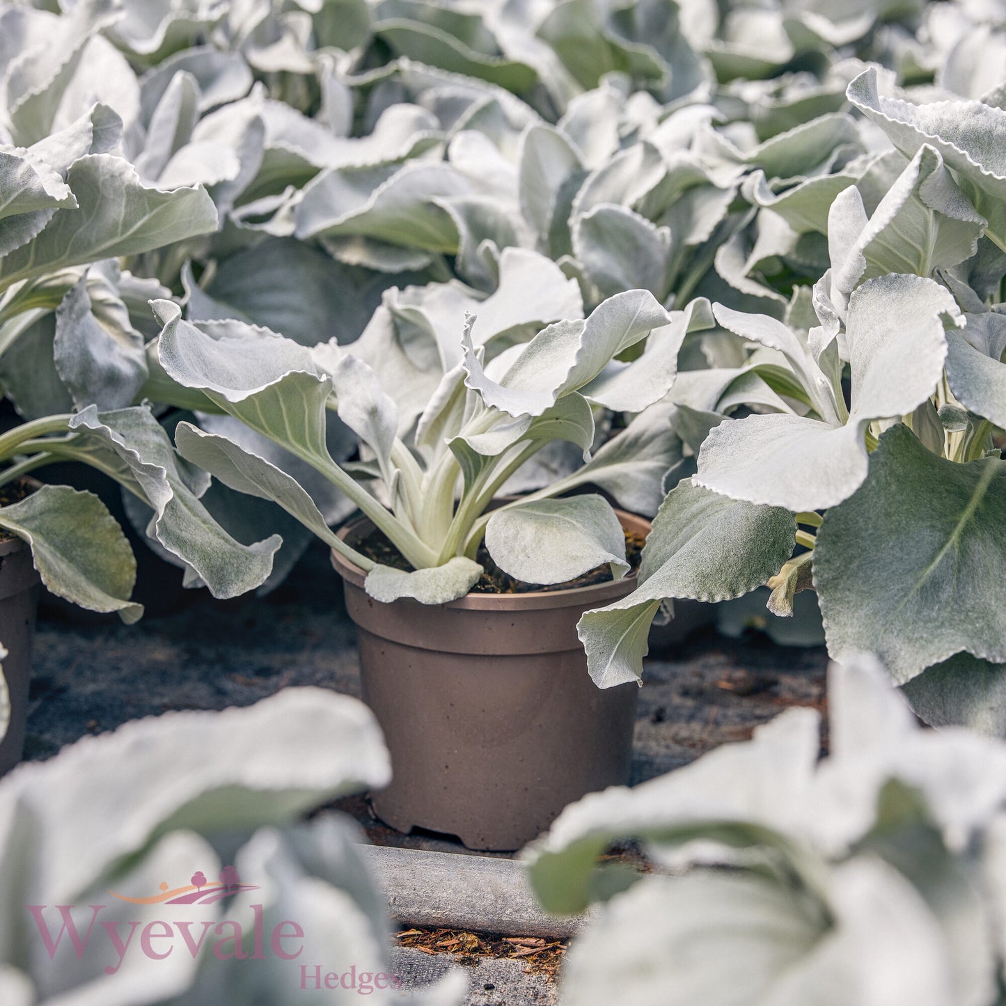 Senecio candicans 'Angel Wings'
