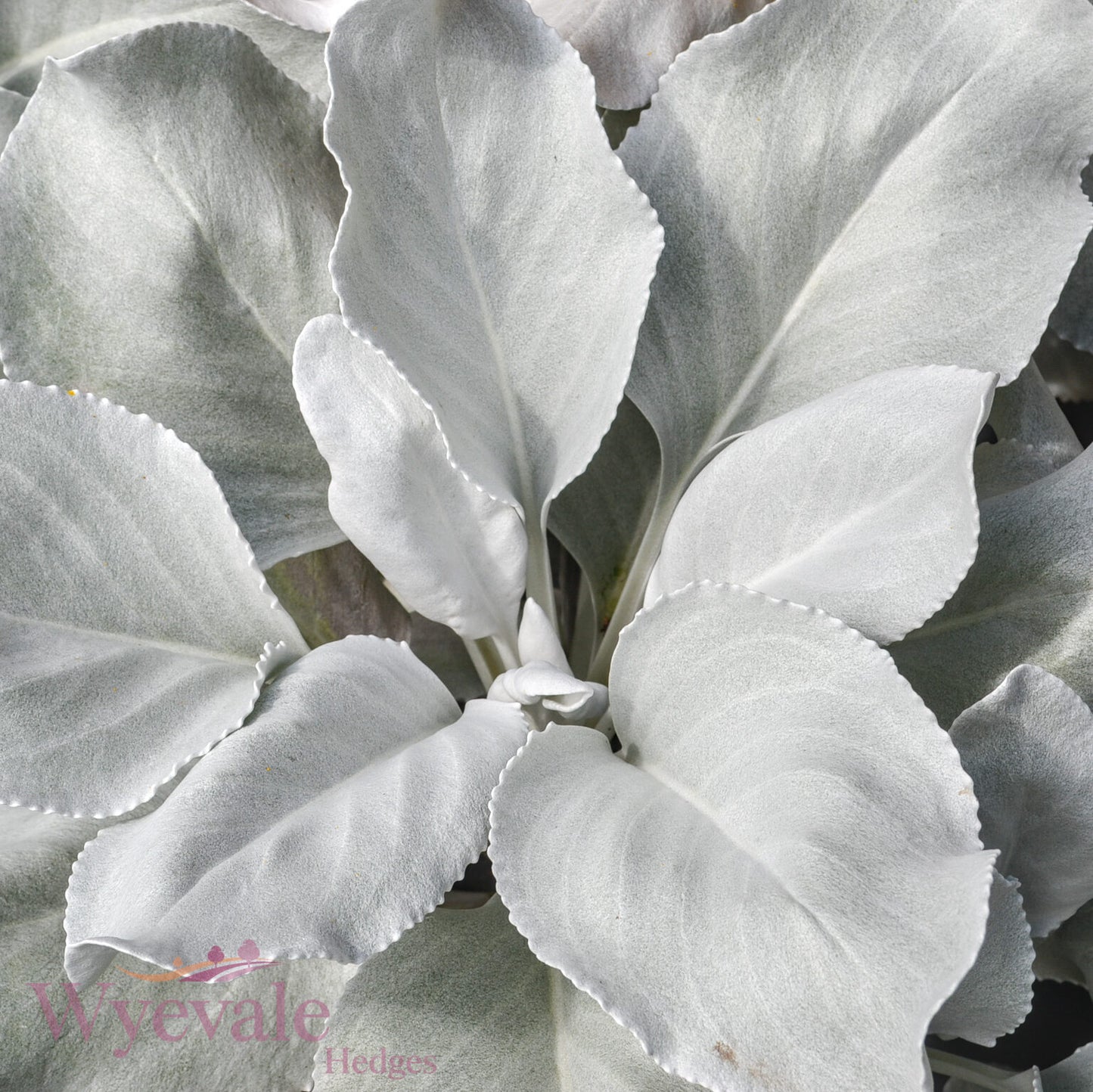 Senecio candicans 'Angel Wings'
