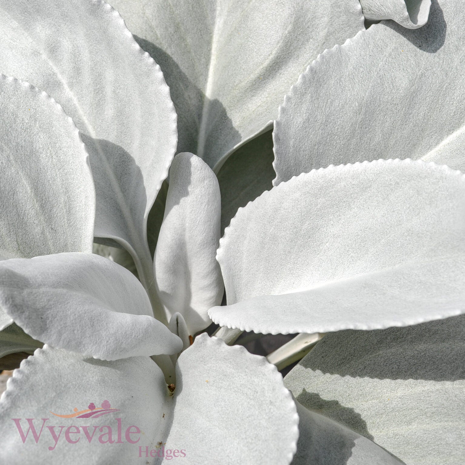 Senecio candicans 'Angel Wings'