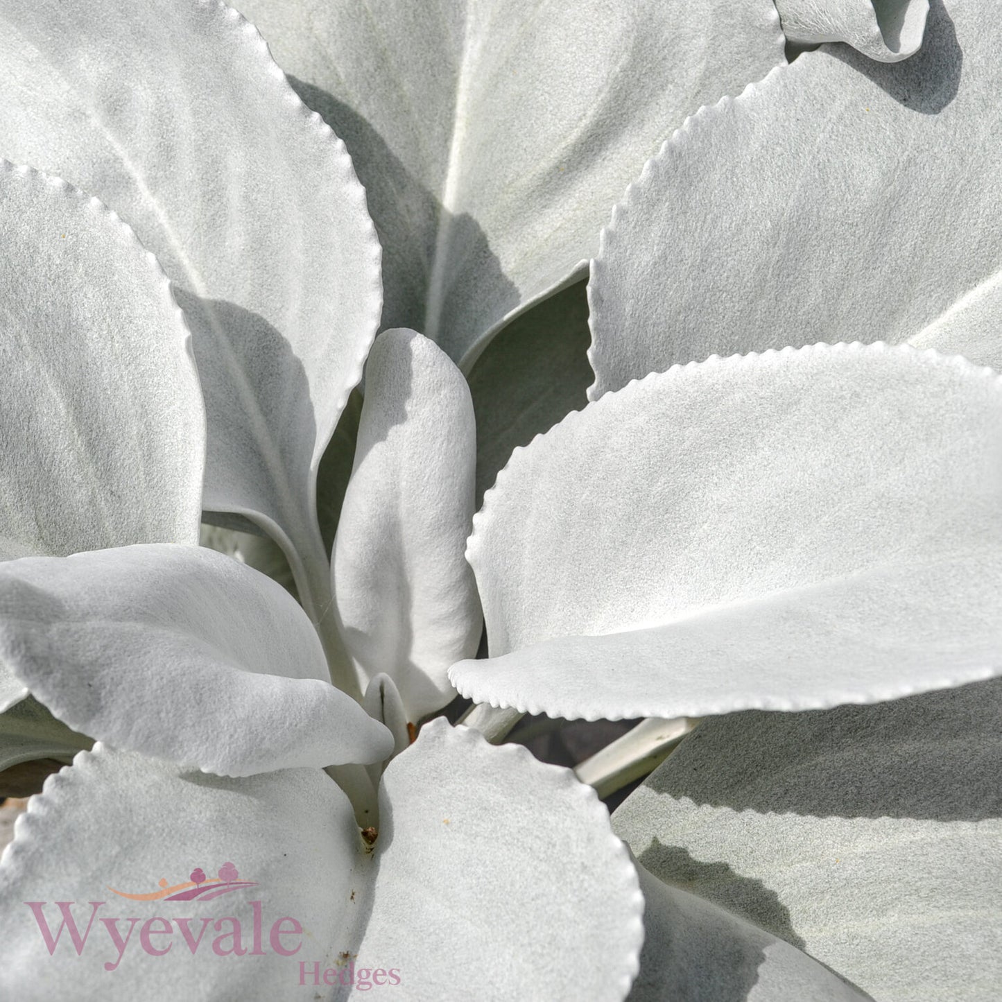 Senecio candicans 'Angel Wings'