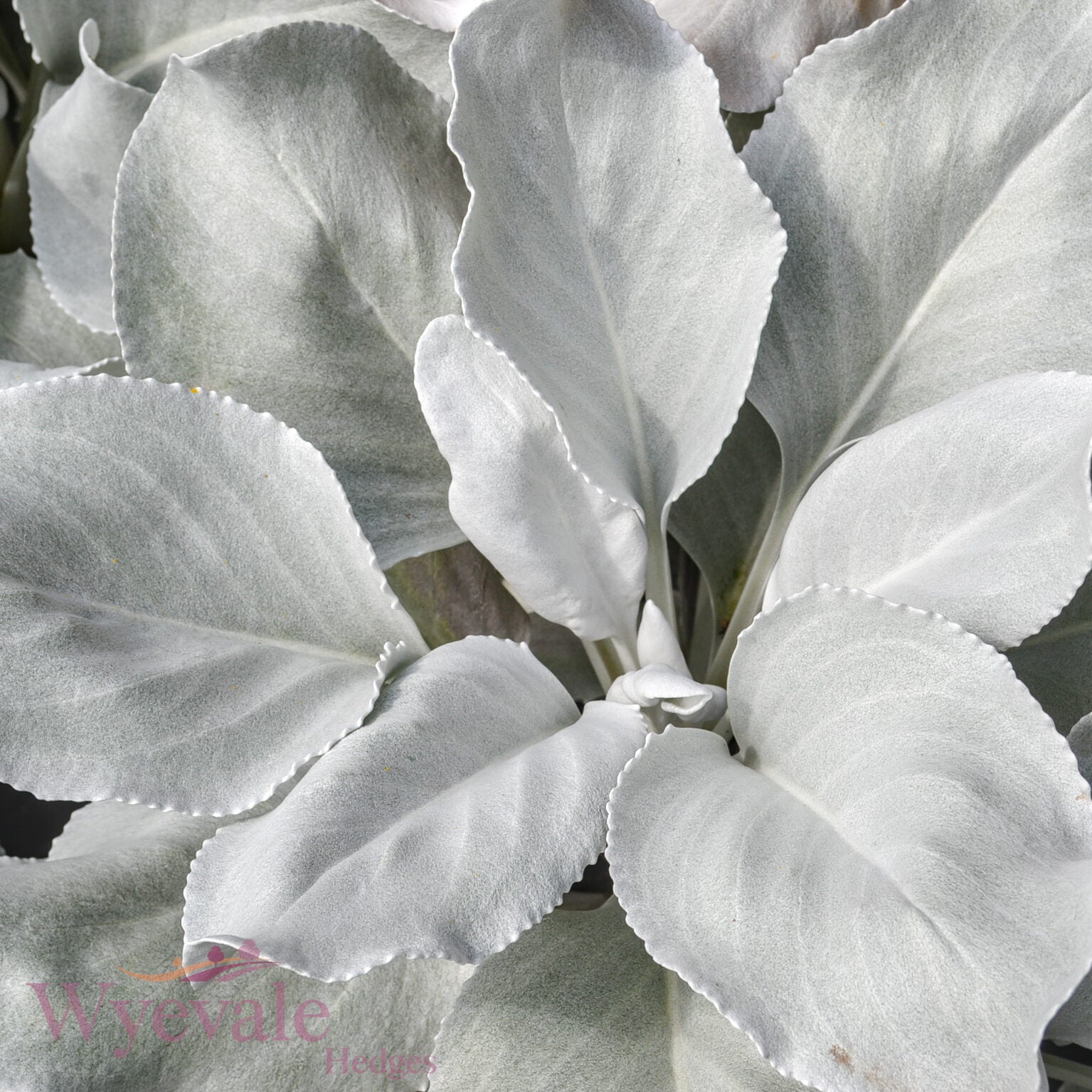 Senecio candicans 'Angel Wings'