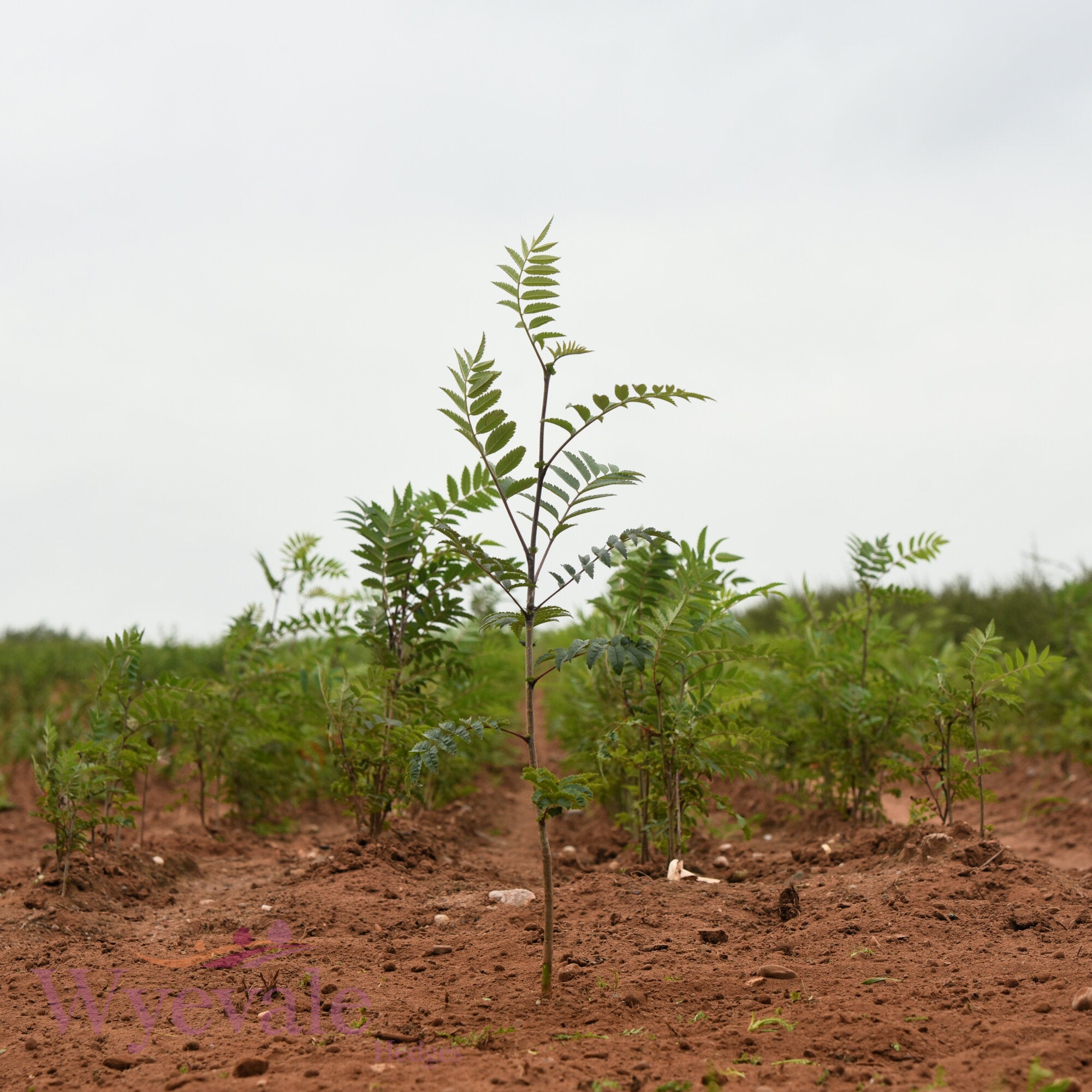 Bareroot Sorbus aucuparia (Rowan)