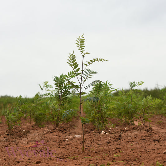 Bareroot Sorbus aucuparia (Rowan)