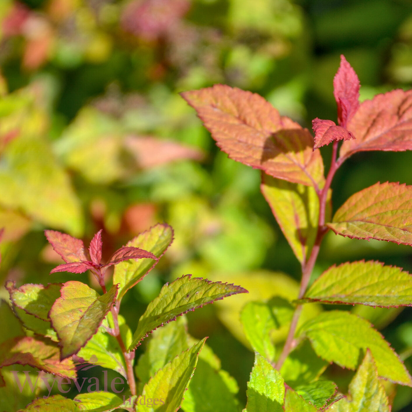 Spiraea japonica (Japanese Spiraea) 'Firelight'