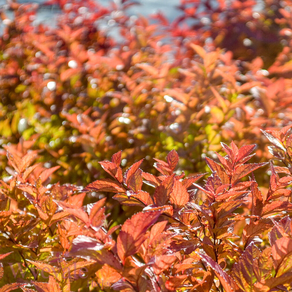 Spiraea japonica (Japanese Spiraea) 'Firelight'
