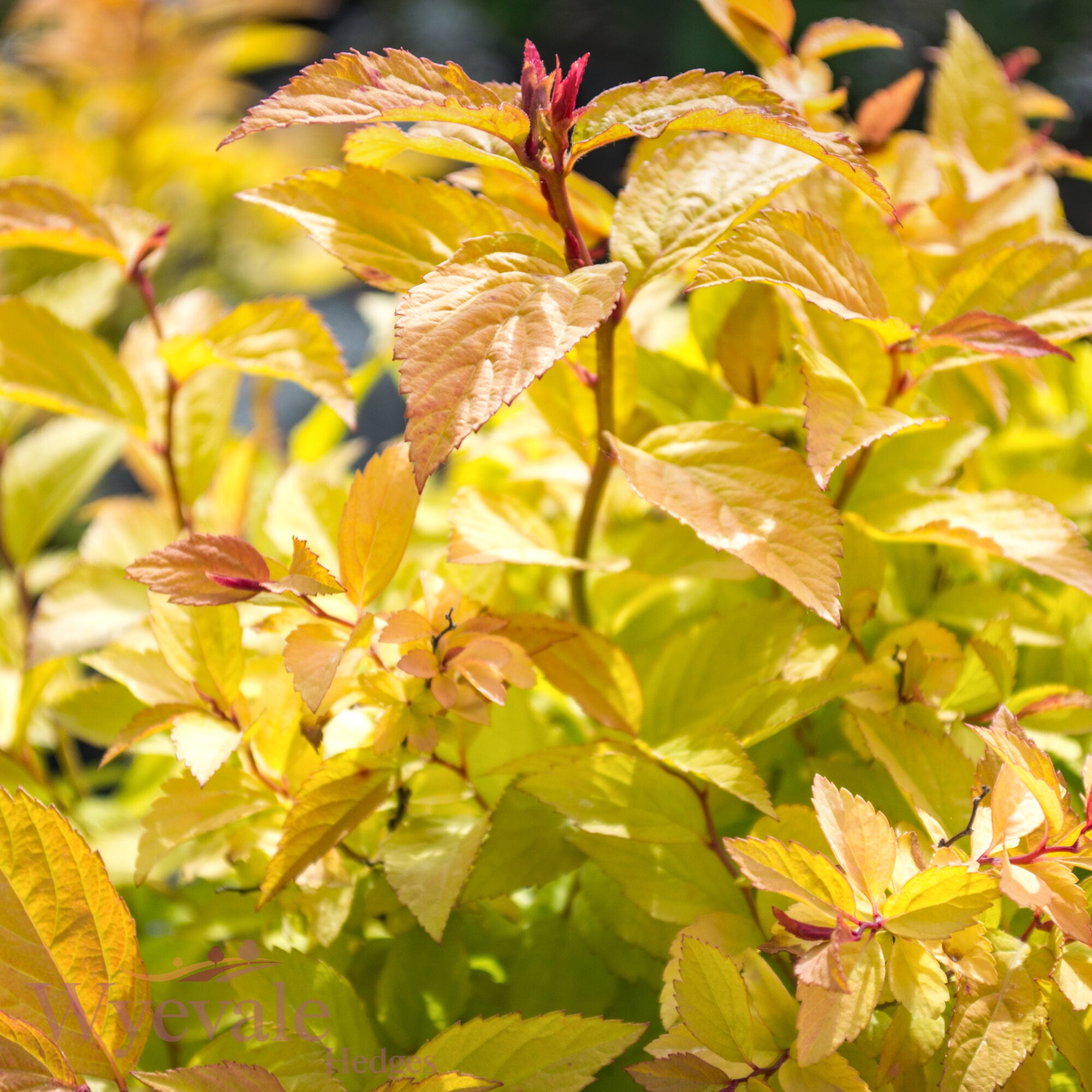 Spiraea japonica (Japanese Spiraea) 'Firelight'
