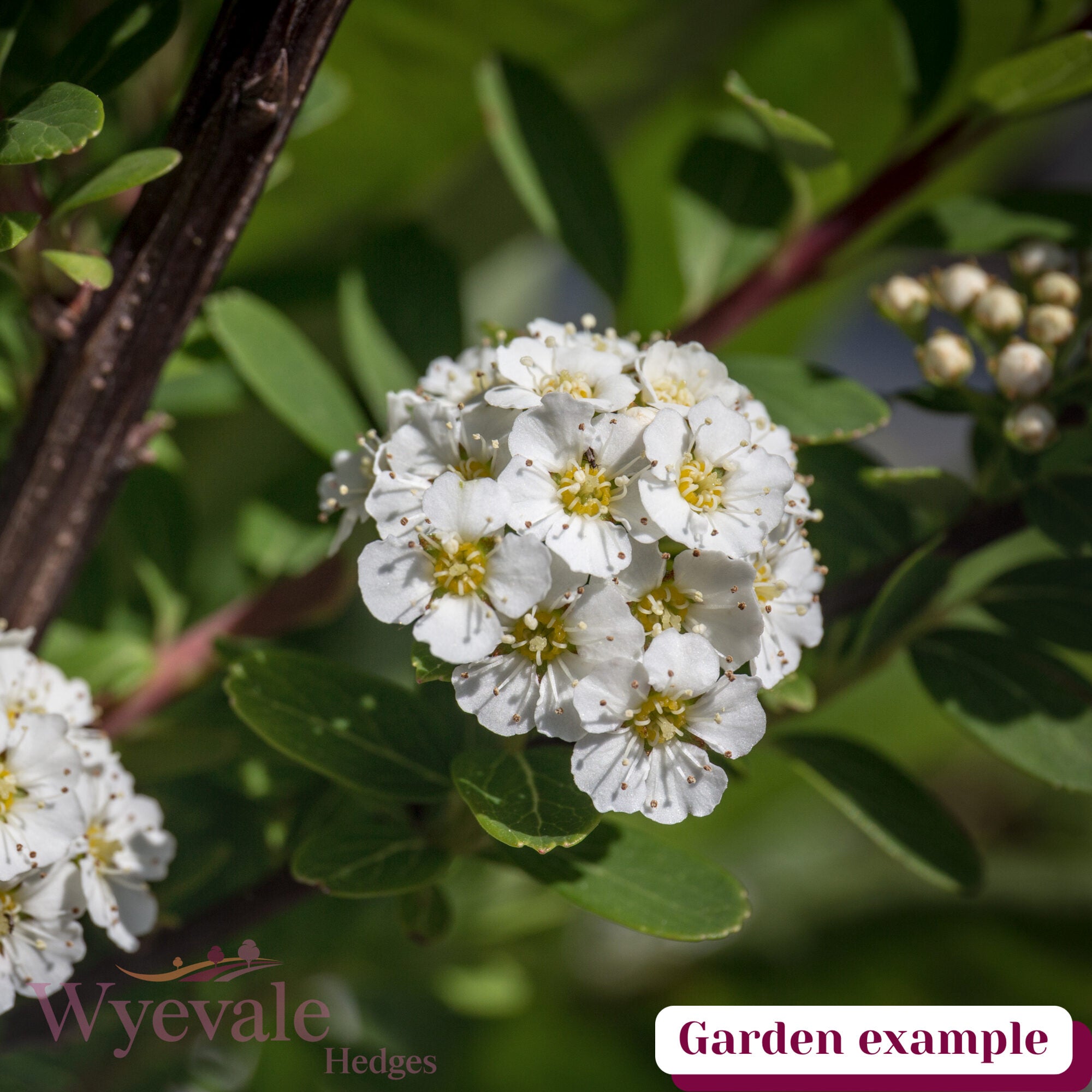 Spiraea nipponica (Snowmound Spiraea) 'Snowmound'