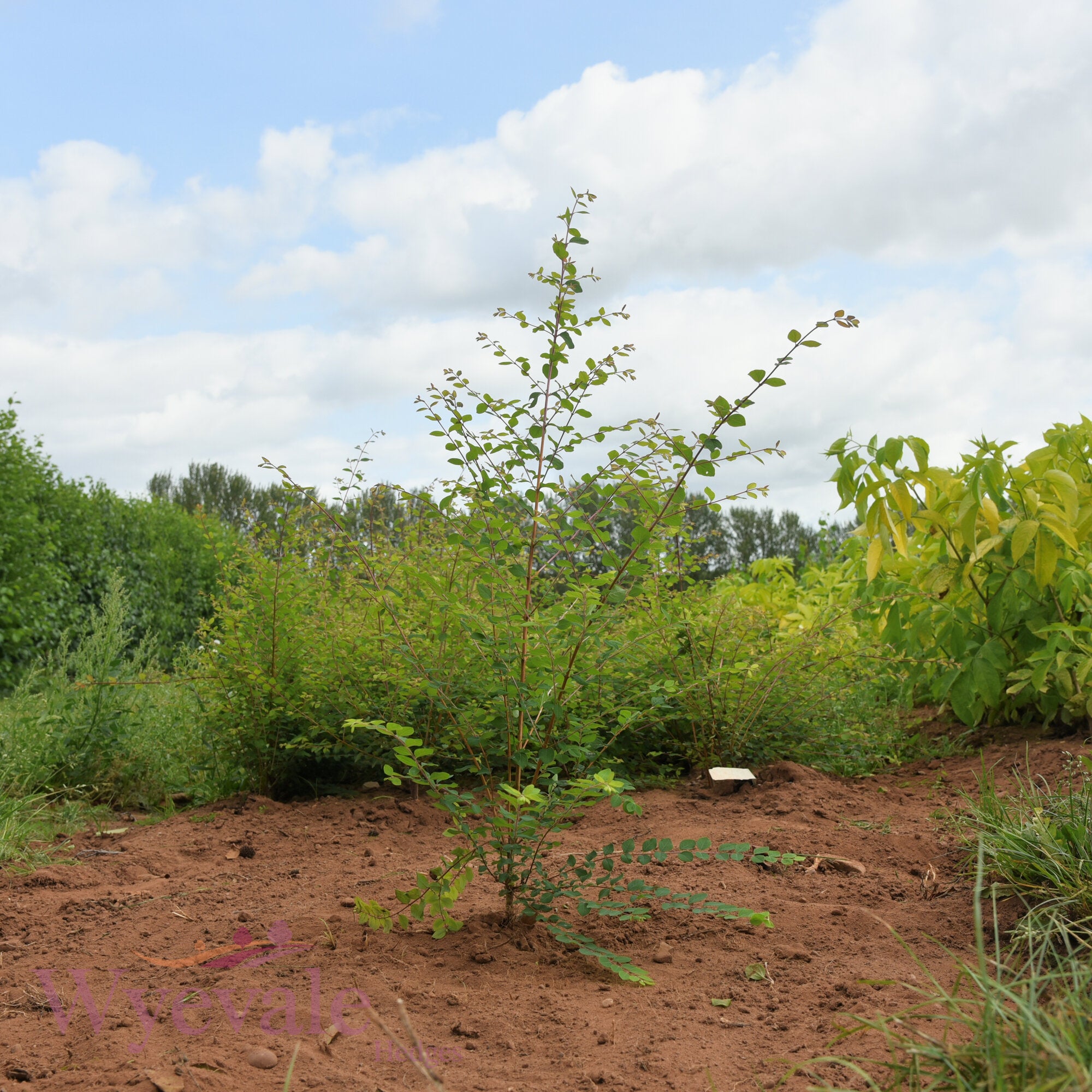 Bareroot Symphoricarpos x chenaultii (Chenault Coralberry) 'Hancock'