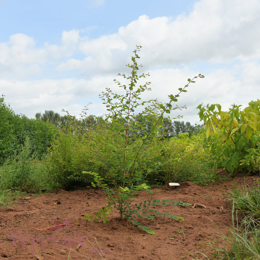 Bareroot Symphoricarpos x chenaultii (Chenault Coralberry) 'Hancock'