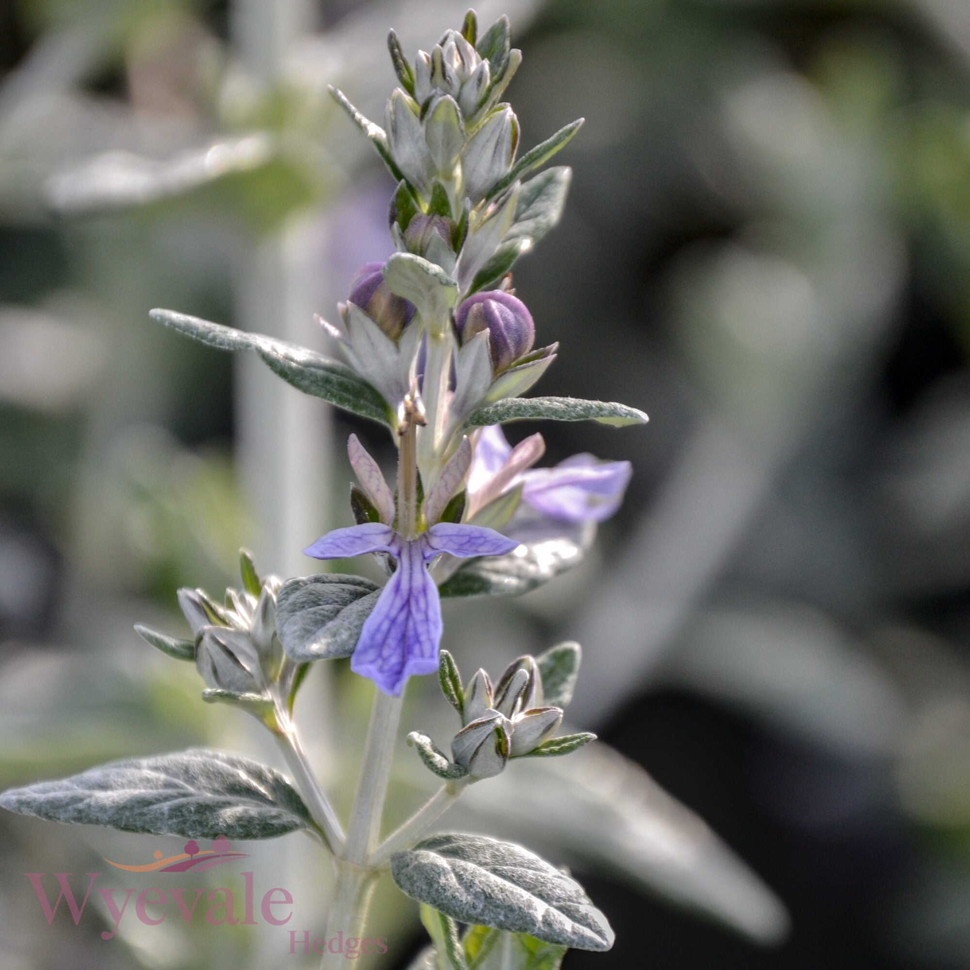 Teucrium fruticans (Shrubby Germander)