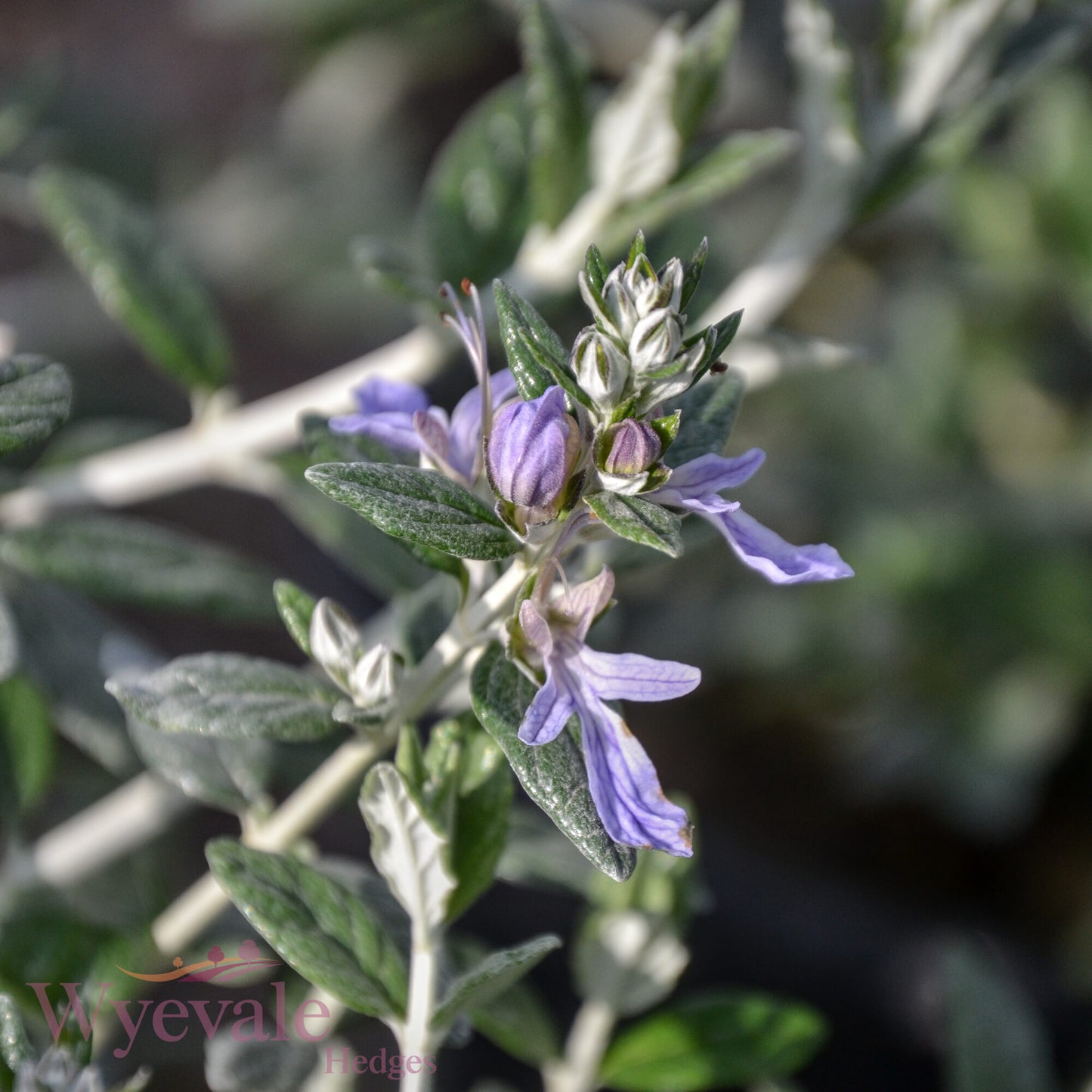 Teucrium fruticans (Shrubby Germander)