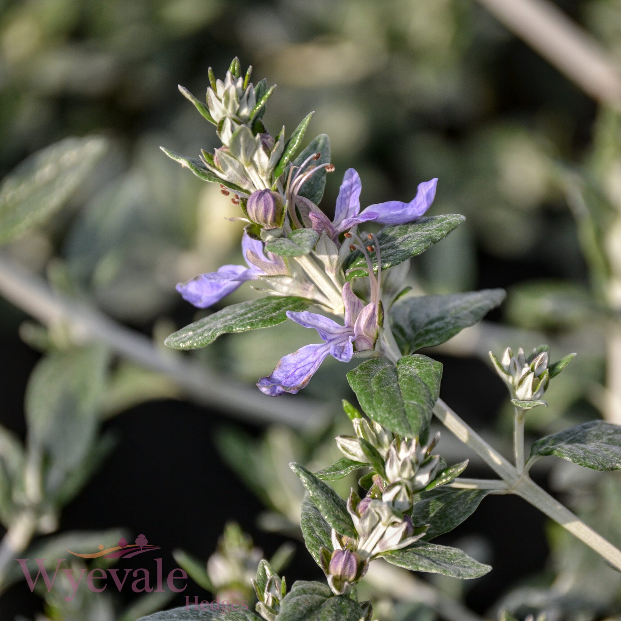 Teucrium fruticans (Shrubby Germander)