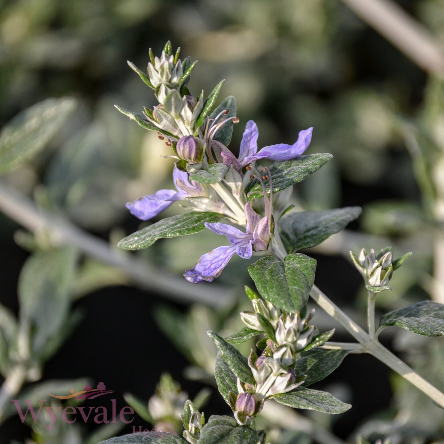 Teucrium fruticans (Shrubby Germander)