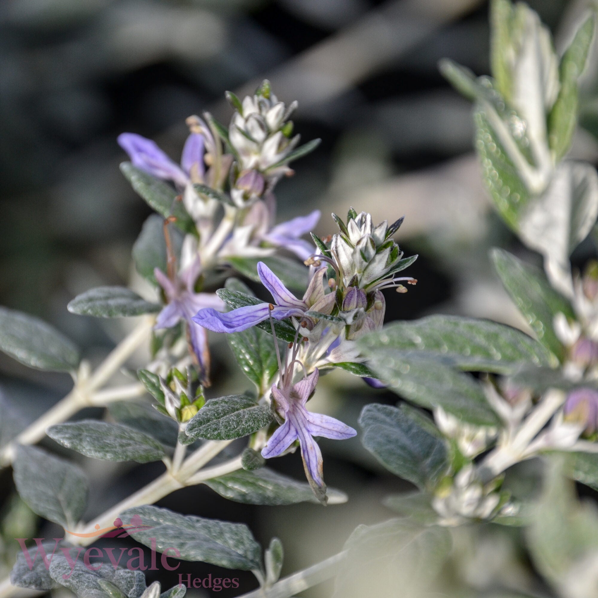 Teucrium fruticans (Shrubby Germander)