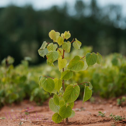 Bareroot Tilia cordata (Small-leaved Lime)