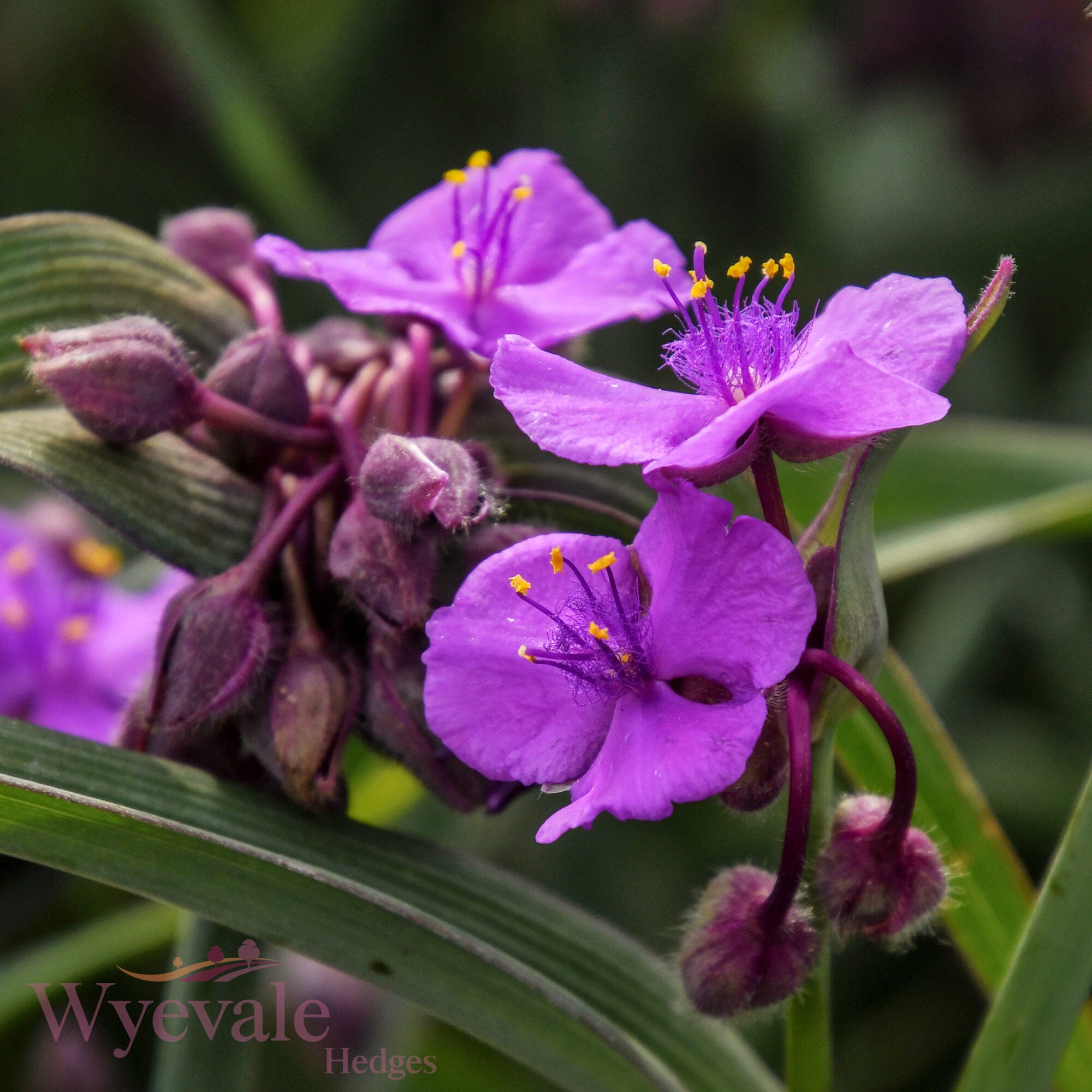 Tradescantia (Spiderwort) 'JS Brainstorm'
