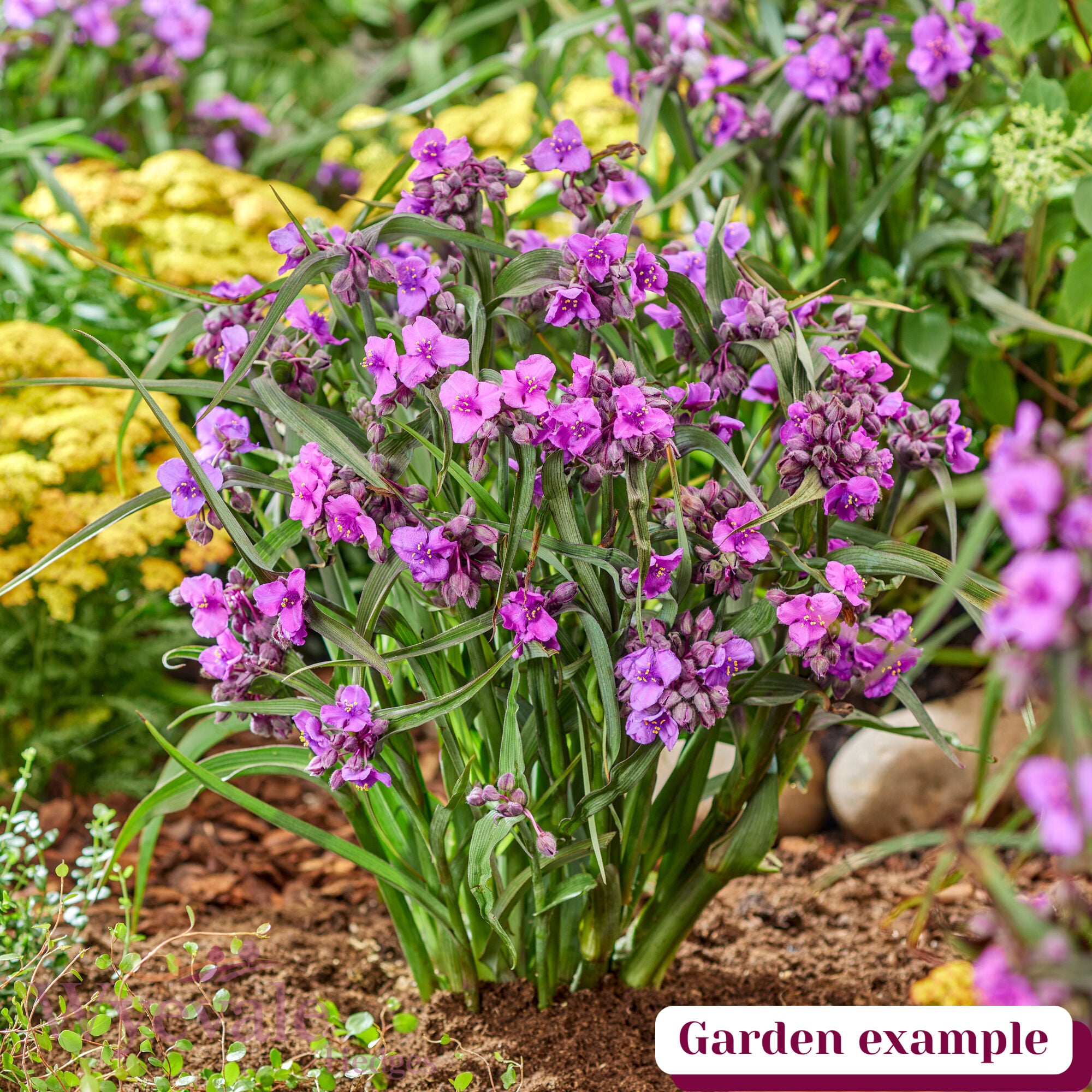 Tradescantia (Spiderwort) 'JS Brainstorm'