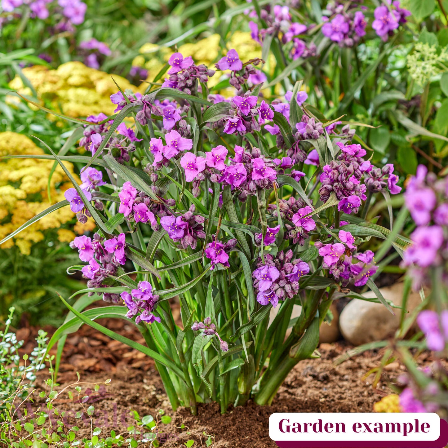 Tradescantia (Spiderwort) 'JS Brainstorm'
