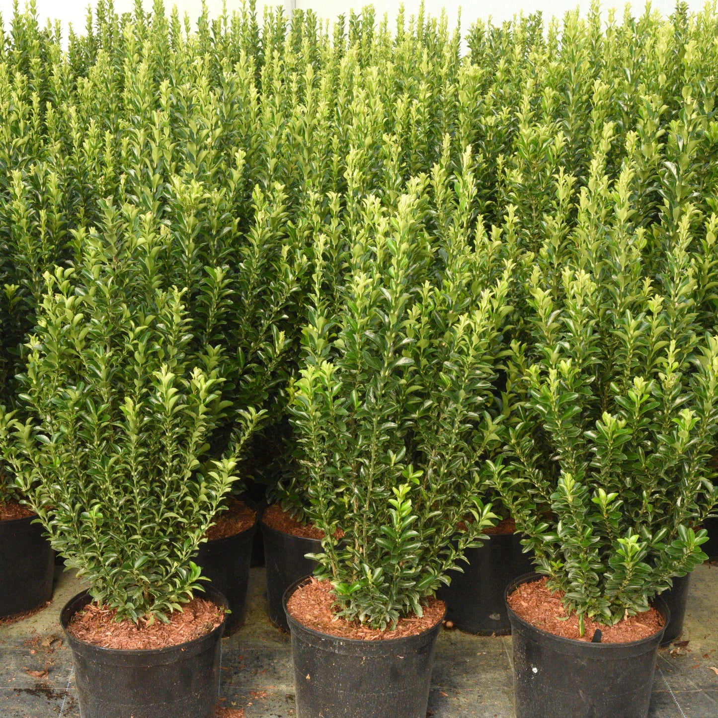 Euonymus japonicus (Japanese Spindle) 'Jean Hugues'