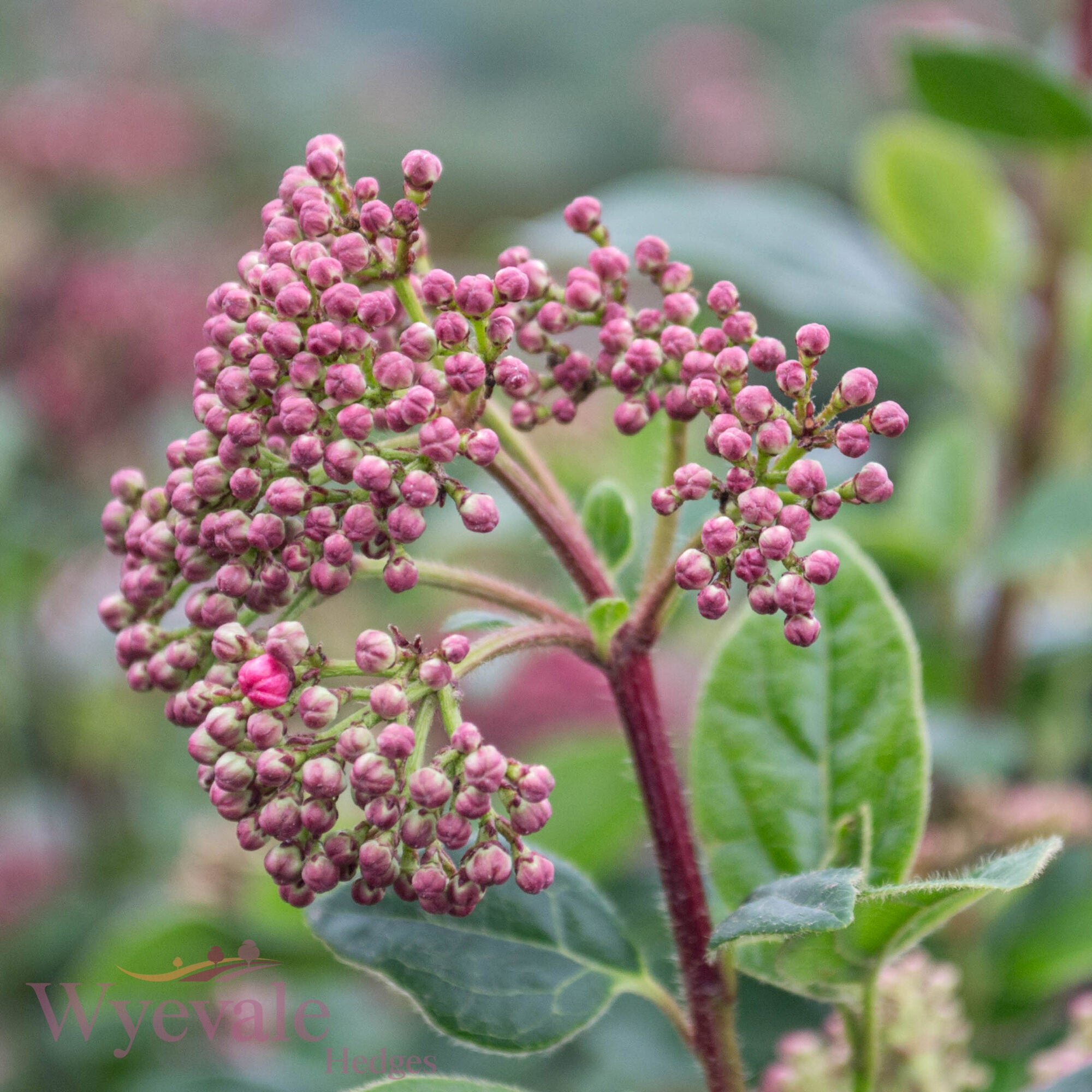 Viburnum tinus (Laurustinus) 'Eve Price'