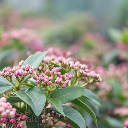 Viburnum tinus (Laurustinus) 'Eve Price'