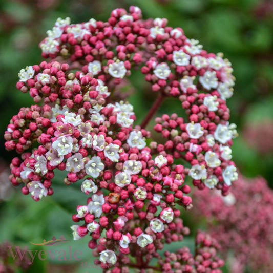 Viburnum tinus (Laurustinus) 'Lisarose'