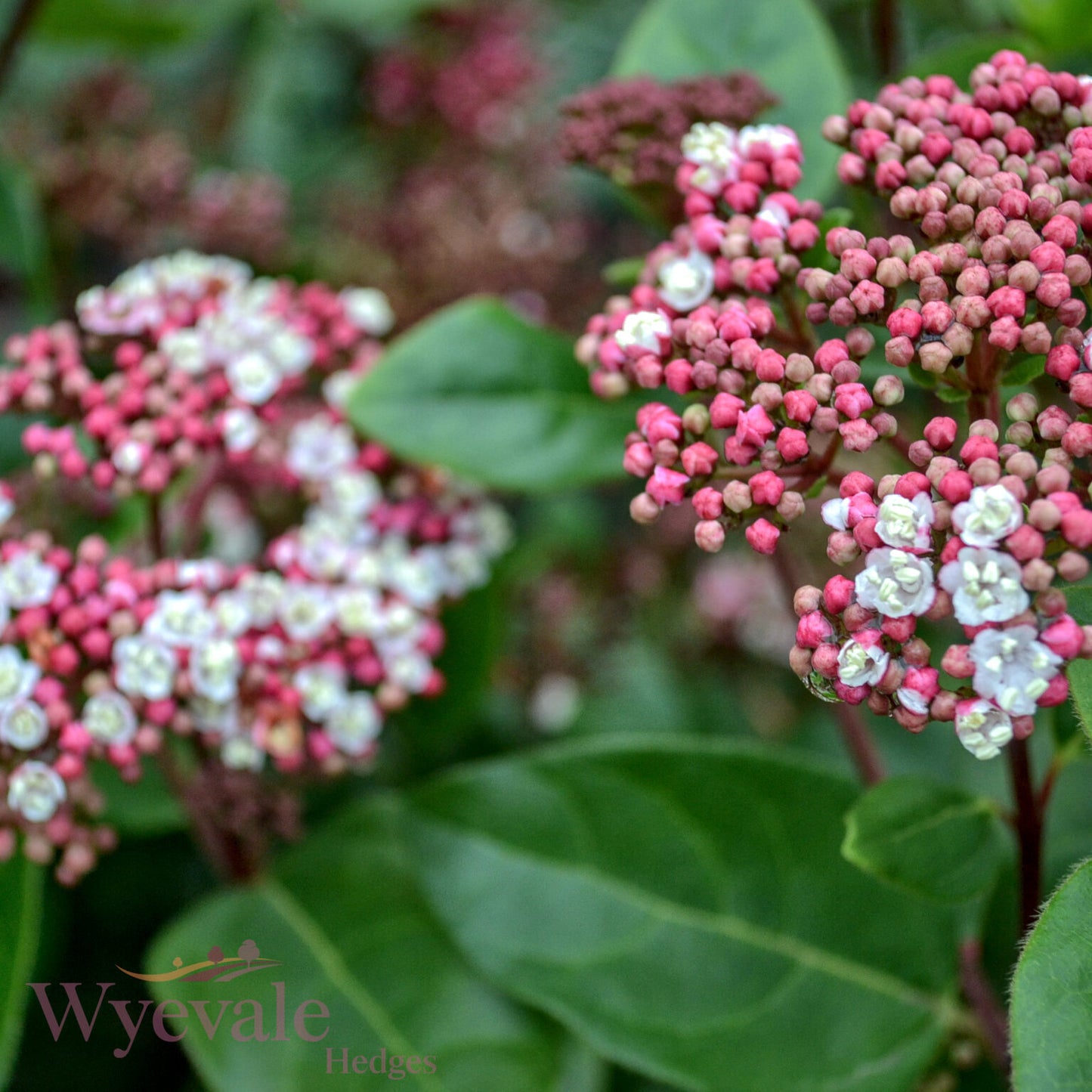 Viburnum tinus (Laurustinus) 'Lisarose'