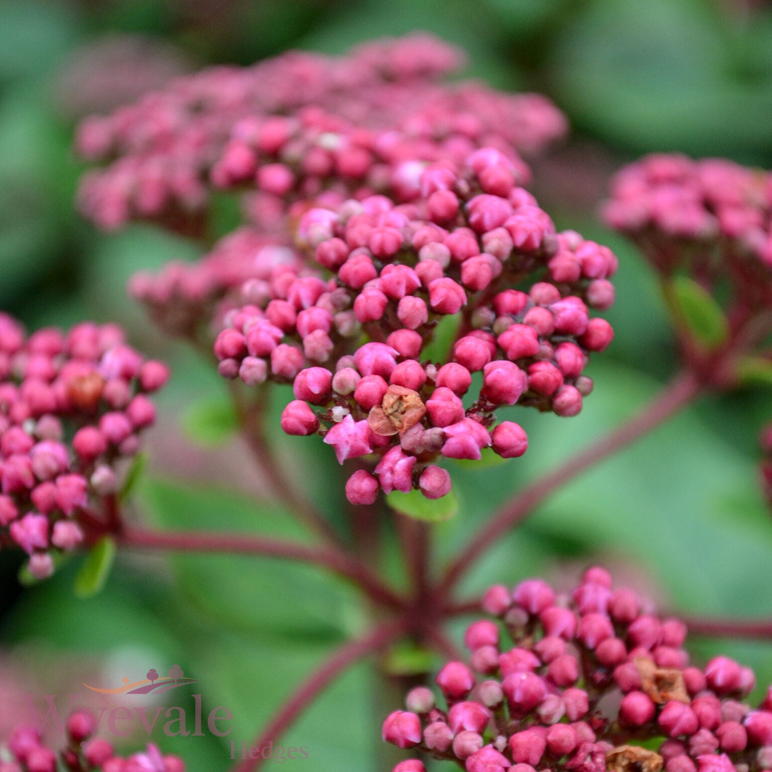 Viburnum tinus (Laurustinus) 'Lisarose'