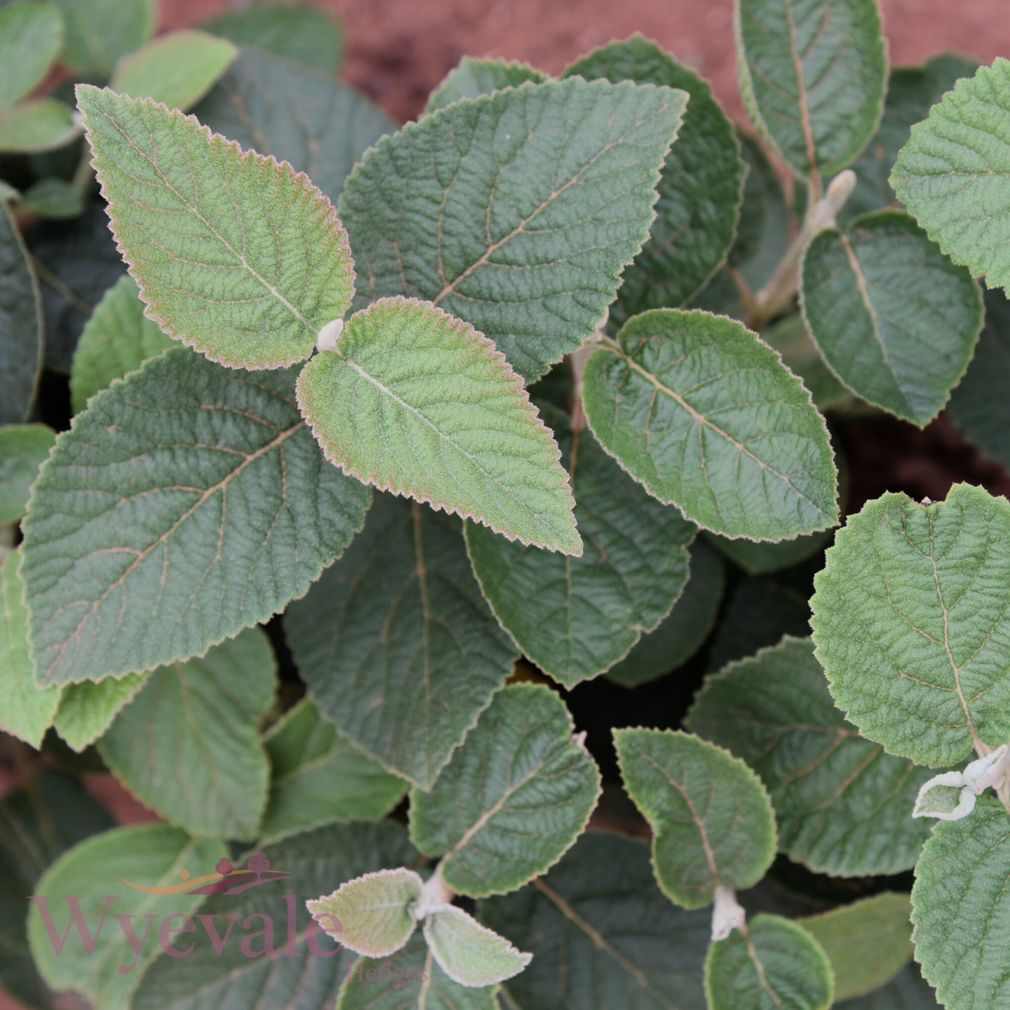 Bareroot Viburnum lantana (Wayfaring Tree)
