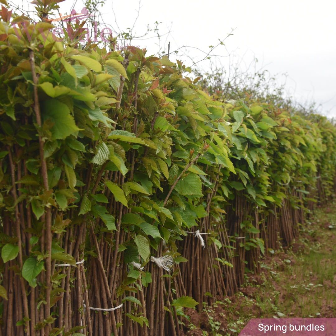 bundles of Viburnum opulus